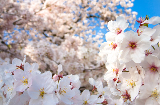 444276 (a): :2500x1640